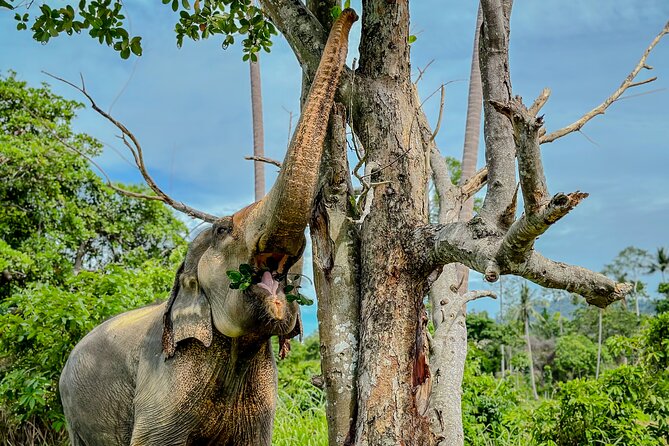Koh Samui Elephant Home Sanctuary and the first Elephant Museum - Stop two: Koh Samui’s first elephant museum