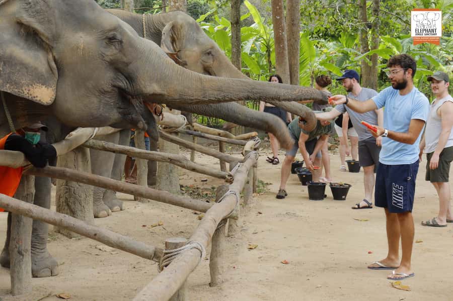 Koh Samui: Elephant Sanctuary Entry and Feeding Experience - Key points to know before you go