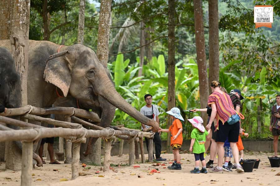 Koh Samui: Elephant Sanctuary Entry and Feeding Experience - What the one-hour visit is really like