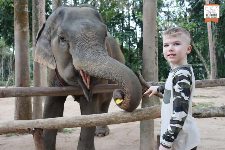 Koh Samui: Elephant Sanctuary Entry and Feeding Experience - Photos are easy, but let the elephants lead