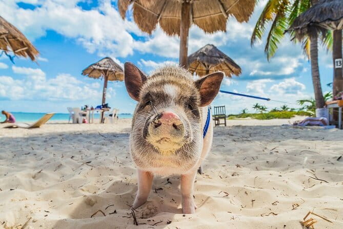 Koh Samui: Island Hopping Adventure in Coral and Pig Island - The Guide Makes the Difference