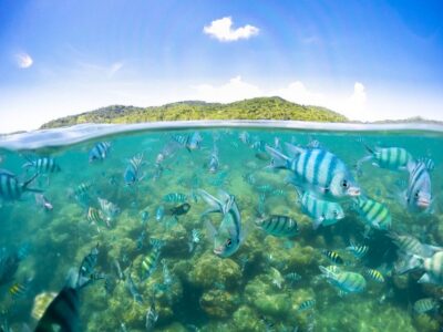 Pig Island & Koh Tan Snorkeling by Speed boat