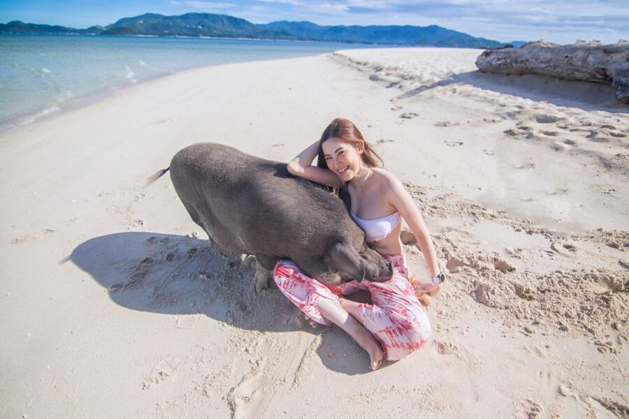 Koh Samui: Pig Island & Koh Tan Snorkeling by Speed boat - Small drawbacks worth weighing