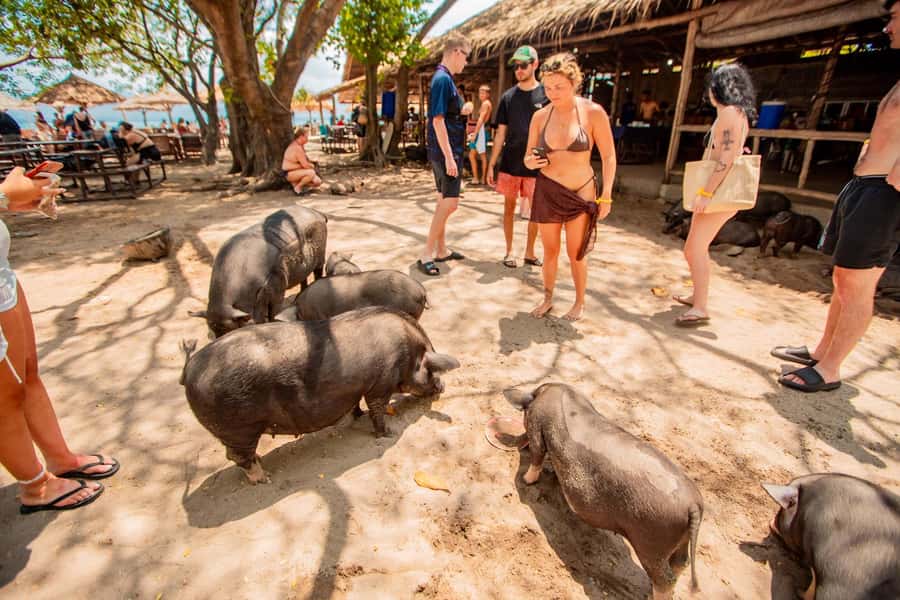 Koh Samui: Pig Island & Koh Tan Speedboat Tour with Lunch - Koh Tan: 45 minutes in the water