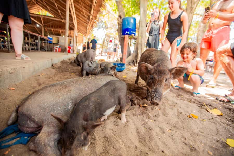 Koh Samui: Pig Island & Koh Tan Speedboat Tour with Lunch - Practical tips for a better morning