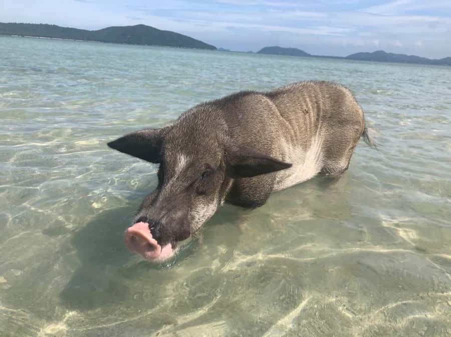 Koh Samui: Sunset Pig Island and Snorkeling Koh Tan w/Dinner - Quick points before you book