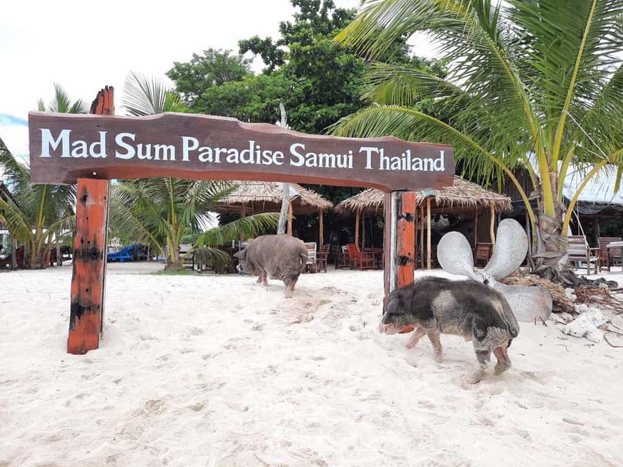 Koh Samui: Sunset Pig Island and Snorkeling Koh Tan w/Dinner - Thai dinner at T.K. Restaurant