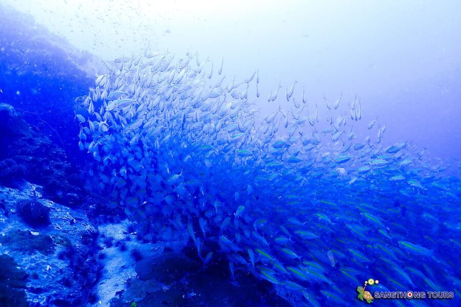 Koh Tao: Islands Snorkeling Highlights Day Tour & Lunch - What to pack for a comfortable day