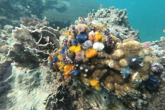 Koh Tao & Koh Nang Yuan Snorkeling Tour by Speed Boat from Samui - Koh Nang Yuan, snorkeling and the island viewpoint