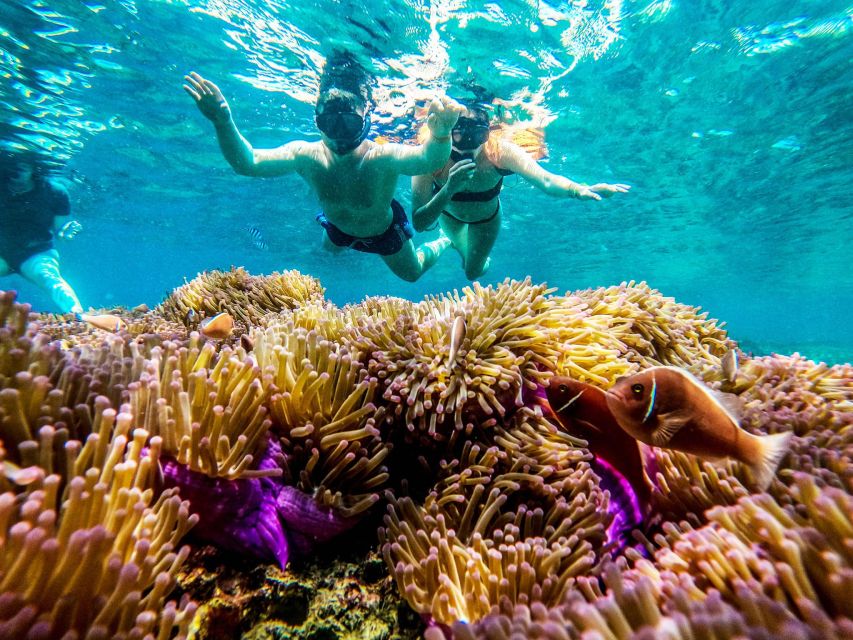 Koh Tao: Koh Nangyuan and the Hidden Bays Trip by the Oxygen - Shark Bay and the chance of turtles