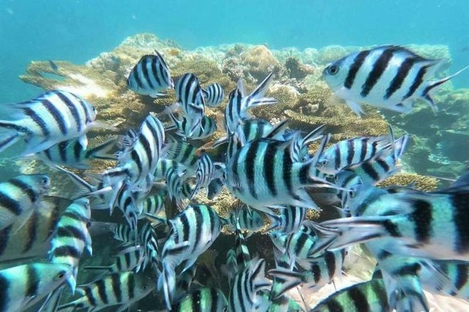 Koh Tao & Koh Nangyuan by Speed Boat (Snorkeling trip from Koh Samui) - The optional Koh Raham stop
