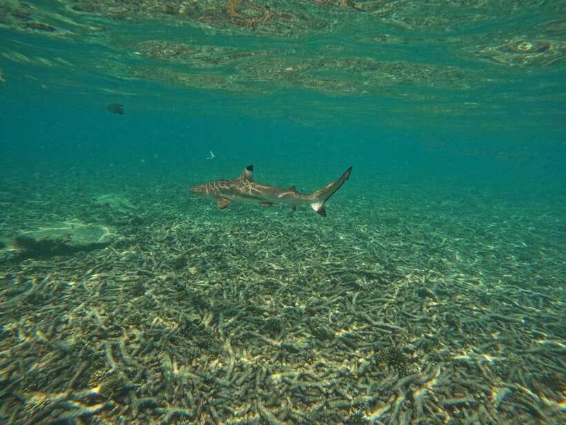 Koh Tao: Koh Nangyuan & Hidden Bays Snorkeling Tour w/ Lunch - How the crew handles safety and changing weather