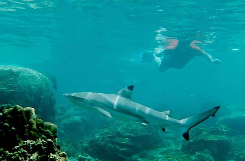 Koh Tao: Premium Snorkel Tour to Koh Nangyuan Bays by Oxygen - Is this Oxygen snorkel tour worth booking?