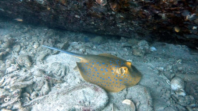 Koh Tao: Snorkeling and Sunset Tour - Key points to know before you book