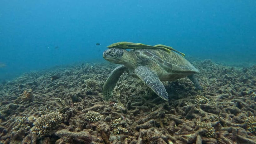 Koh Tao: Snorkeling and Sunset Tour - Why this Koh Tao sunset trip works