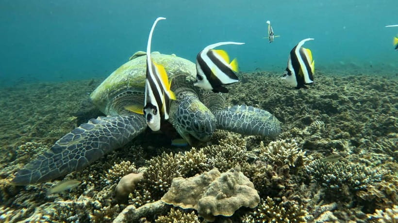 Koh Tao: Snorkeling and Sunset Tour - The boat ride out and the first look underwater