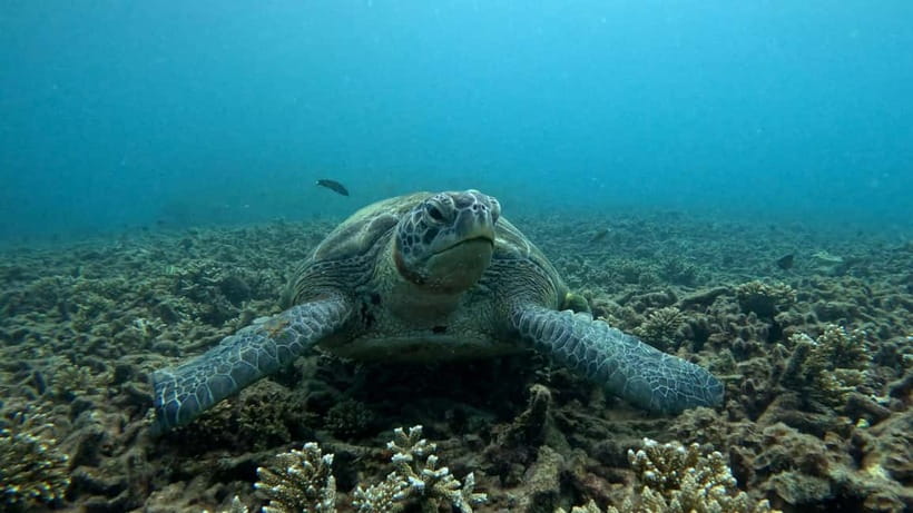 Koh Tao: Snorkeling and Sunset Tour - Meeting at Koh Tao Academy