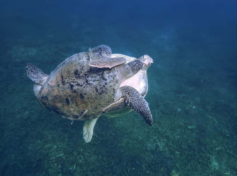 Koh Tao: Snorkeling Trip to Nang Yuan Island & Hidden Bays - What the boat adds between the bays