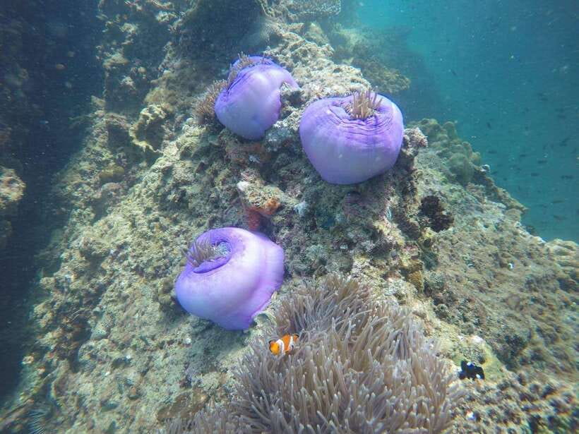 Krabi: 7 Islands Sunset Tour with Buffet Dinner & Snorkeling - Sunset Dinner on Koh Poda