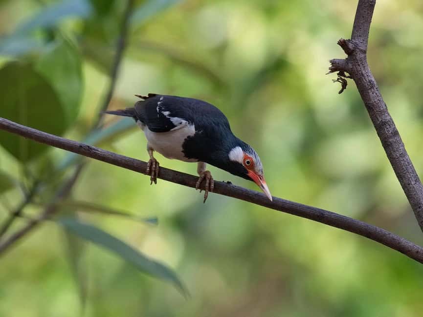 Krabi: Ao Thalane Mangrove Kayaking with Extras - What to bring and how to plan the day