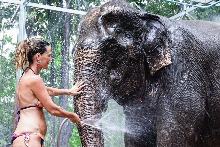 Krabi: Elephant Bathing Session at Krabi Elephant Shelter - Key points at a glance