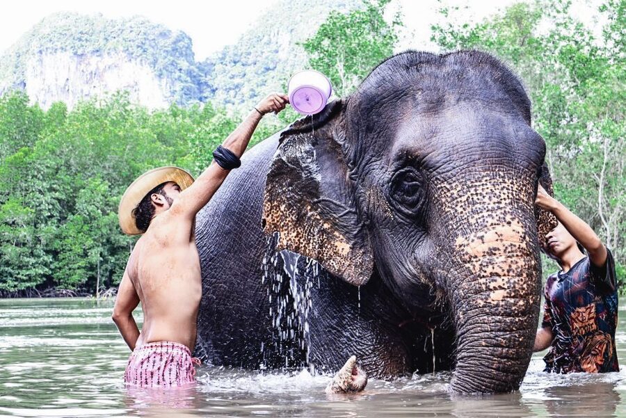 Krabi: Elephant Bathing Session at Krabi Elephant Shelter - Getting there from Ao Nang and Klong Muang Beach