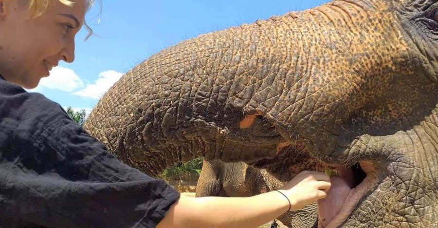 Krabi: Elephant Care House Guided Tour with Hotel Transfers - A quiet setting 15 minutes from Krabi Town