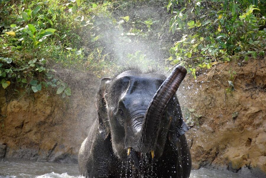 Krabi: Elephant Care House Guided Tour with Hotel Transfers - Walking 45 minutes through the jungle