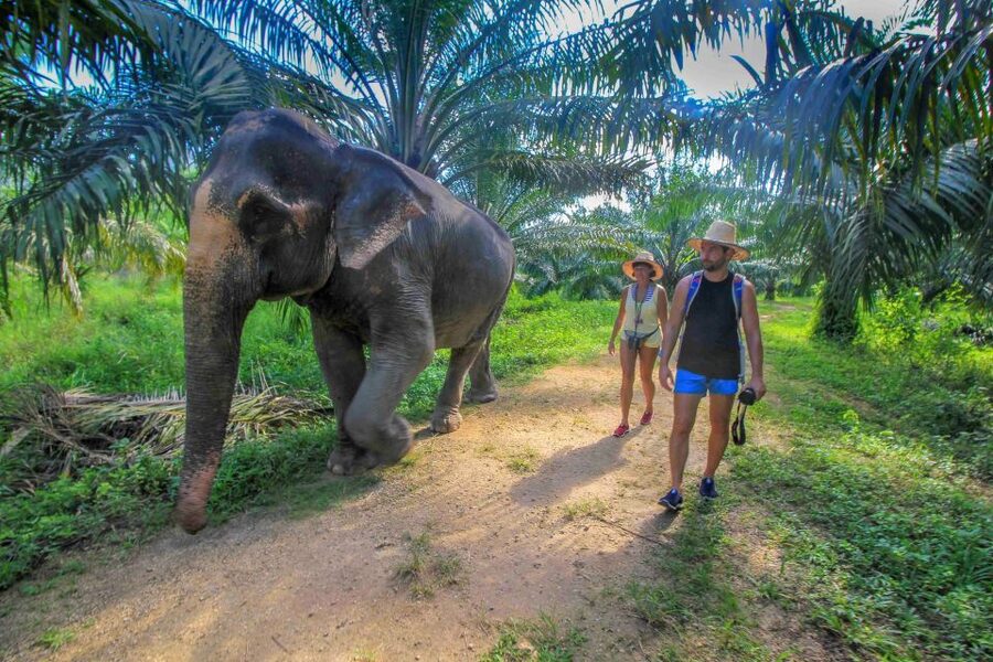 Krabi: Elephant Care House Guided Tour with Hotel Transfers - Is $57 good value?