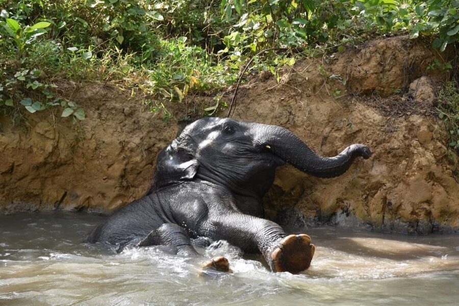 Krabi: Elephant Care House Guided Tour with Hotel Transfers - Who should book this experience?