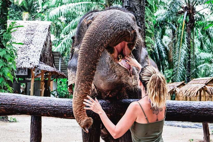 Krabi: Elephant Feeding Program - My verdict on the Krabi Elephant Feeding Program