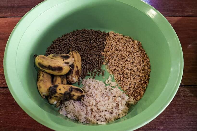 Krabi: Elephant Feeding Program - What you learn about Asian elephants