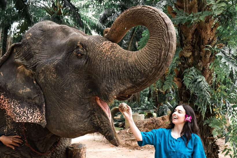 Krabi: Elephant Feeding Program - Is $27 a fair price?