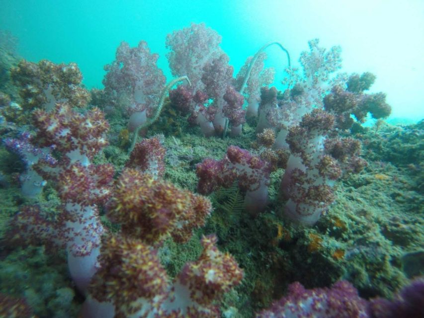 Krabi: Freediving and Snorkeling at Yawasam and Talu Island - A wooden boat route beyond the usual Four Islands