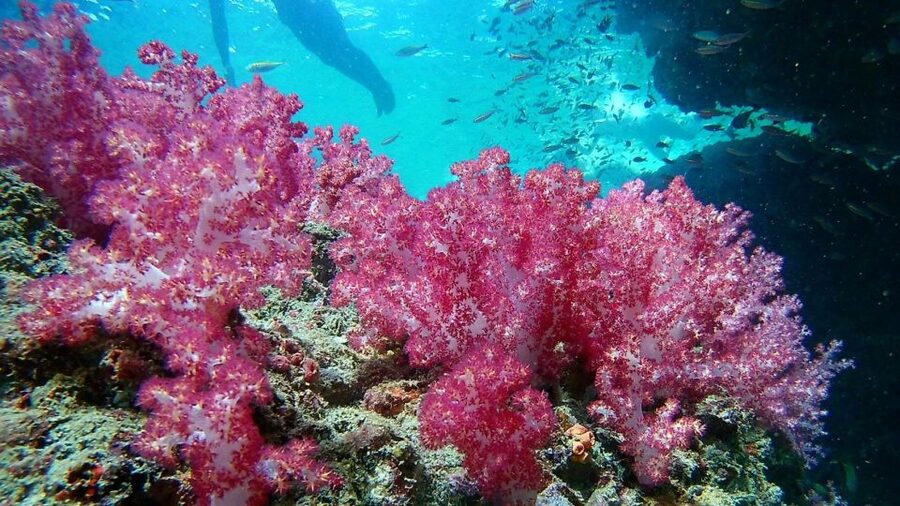 Krabi: Freediving and Snorkeling at Yawasam and Talu Island - Buya Beach on southern Koh Poda