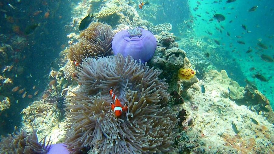 Krabi: Freediving and Snorkeling at Yawasam and Talu Island - What the $59 price really buys you