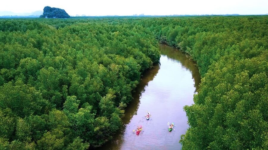 Krabi: Kayak in Mangrove Forest with Meal Aonang - Wildlife: Monkeys, Kingfishers, Crabs, and More