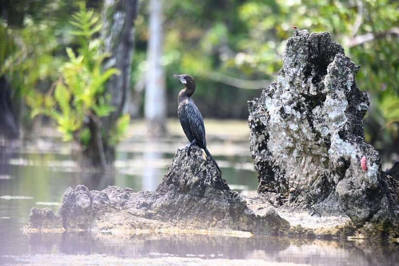 Krabi: Klong Root (Crystal lake) Kayaking tour - What is included for $27