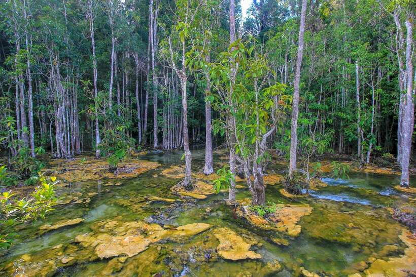 Krabi Outback Explorer to Emerald Pool & Wareerak Hotspring - Walking through Khao Pra Bang Khram Wildlife Sanctuary