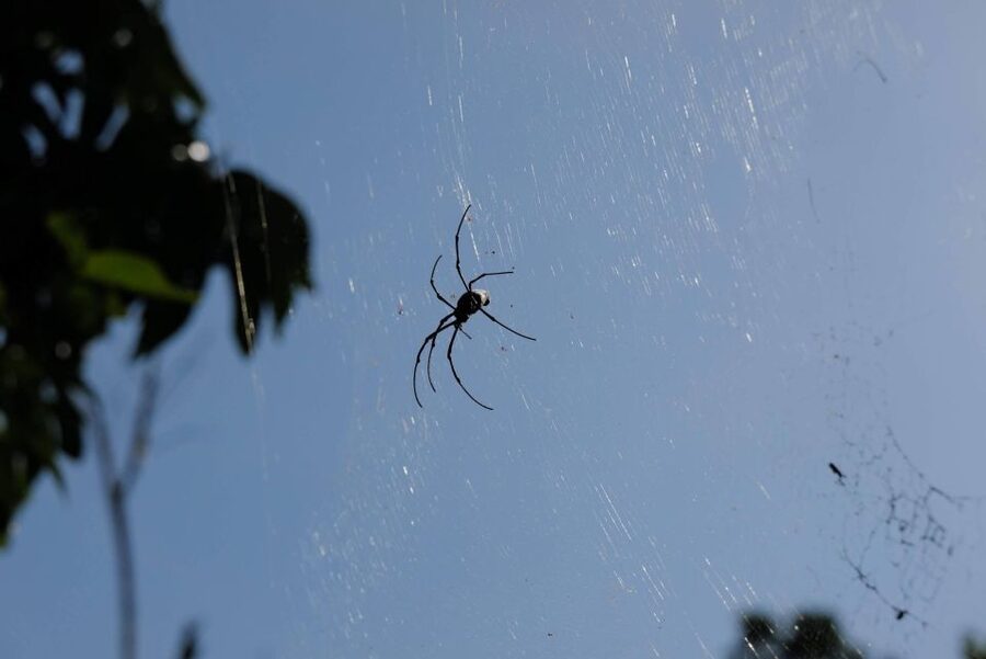Krabi Outback Explorer with Visit of Tiger Cave Temple - Emerald Pool: one hour in cool mineral water