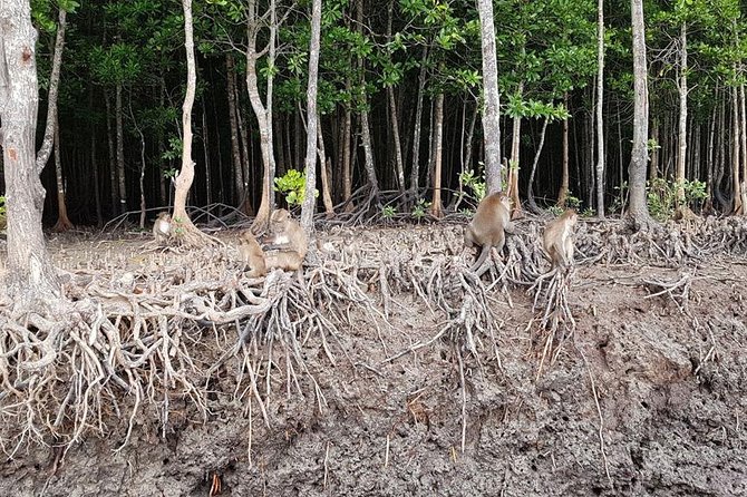 Lanta Old Town and Mangrove Forest Sightseeing Tour - Lunch at a local restaurant