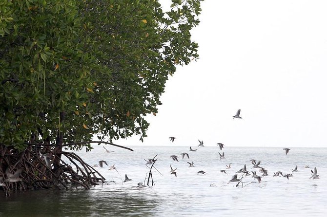 Lanta Old Town and Mangrove Forest Sightseeing Tour - Fishing village and island context