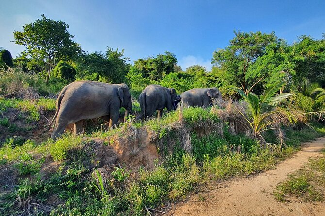 Living Green Elephant Sanctuary Experience near Bangkok & Pattaya - What the Living Green experience is really about
