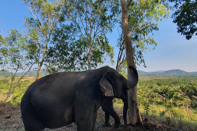 Living Green Elephant Sanctuary Experience near Bangkok & Pattaya - Walking to the mountain viewpoint