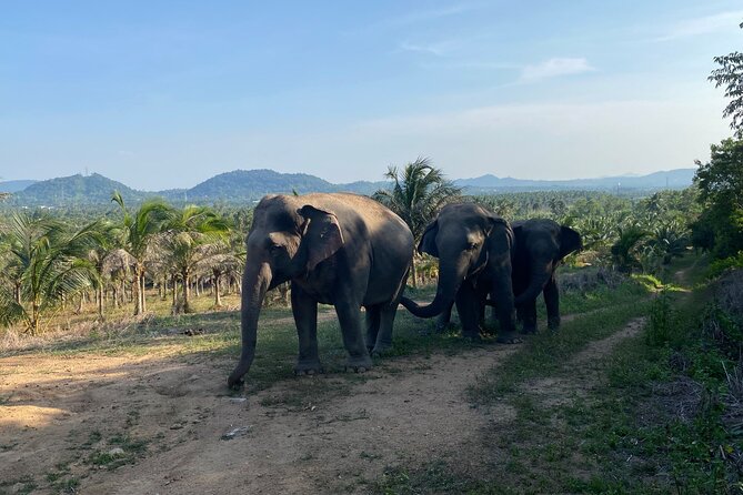 Living Green Elephant Sanctuary Experience near Bangkok & Pattaya - Feeding, walking, and water time