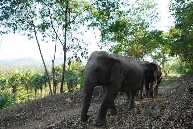Living Green Elephant Sanctuary Experience near Bangkok & Pattaya - Lunch, shirts, and the practical details