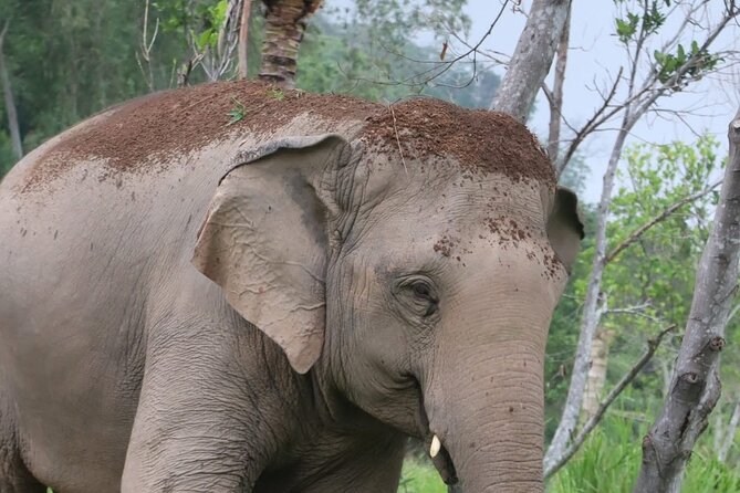 Living Green Elephant Sanctuary Experience near Bangkok & Pattaya - Is $55.41 a fair price?