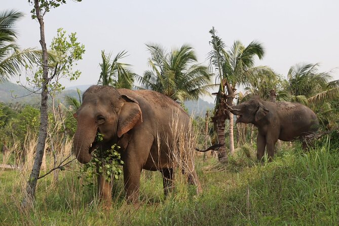 Living Green Elephant Sanctuary Experience near Bangkok & Pattaya - Who should book this day trip?