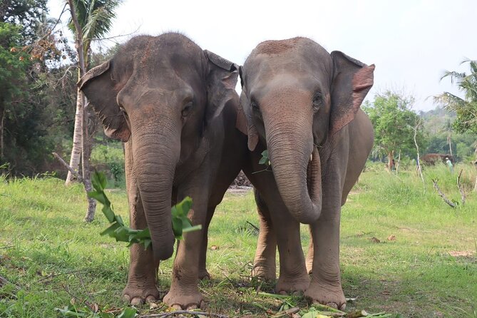 Living Green Elephant Sanctuary Experience near Bangkok & Pattaya - Arriving at the sanctuary and meeting the elephants