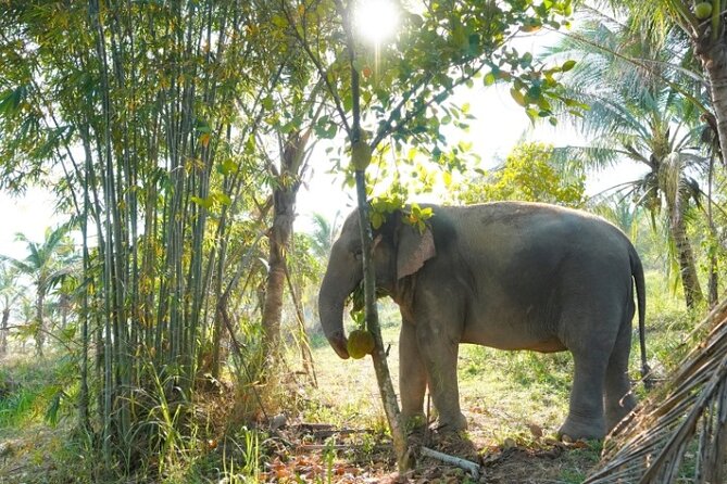 Living Green Elephant Sanctuary Tour from Bangkok and Pattaya - What the Living Green Sanctuary Is Trying to Do